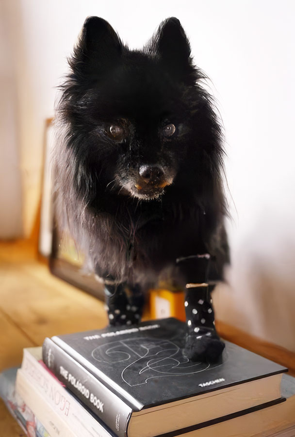 lilith-hund-spitz-interiordesignerin